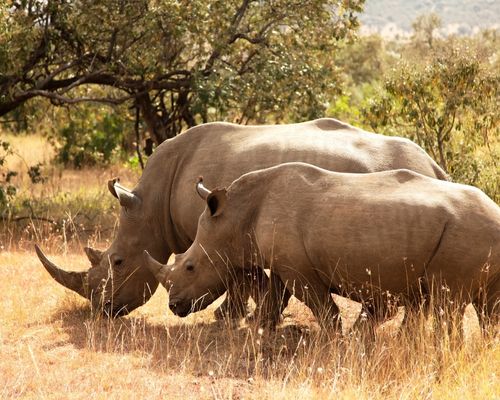 LAKE NAKURU NATIONAL PARK, NANYUKI 