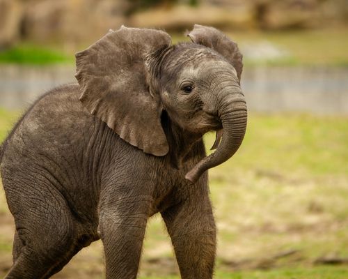 MASAI MARA GAME RESERVE, LAKE NAKURU NATIONAL PARK 