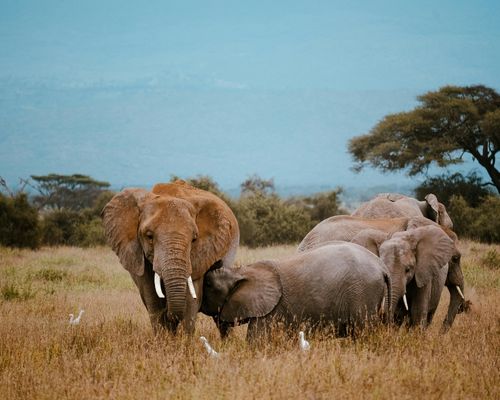 LAKE NAKURU NATIONAL PARK