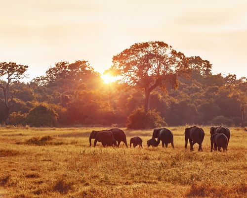 NAIROBI, MASAI MARA GAME RESERVE, LAKE NAKURU NATIONAL PARK, MOUNT KENYA FOREST RESERVE, OL PEJETA CONSERVANCY, SAMBURU GAME RESERVE, NANYUKI, AMBOSELI NATIONAL PARK & TSAVO WEST NATIONAL PARK  - Image 2