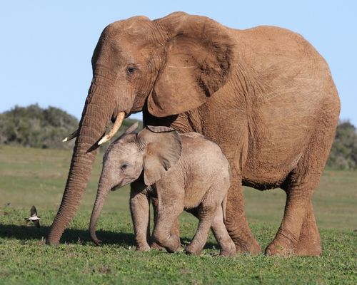 ABERDARE NATIONAL PARK,NANYUKI 