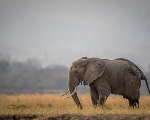 LAKE NAKURU NATIONAL PARK, NANYUKI  - Image 2