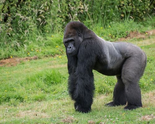 NAIROBI, MASAI MARA GAME RESERVE, LAKE NAKURU NATIONAL PARK, MOUNT KENYA FOREST RESERVE, OL PEJETA CONSERVANCY, SAMBURU GAME RESERVE, NANYUKI, AMBOSELI NATIONAL PARK & TSAVO WEST NATIONAL PARK 