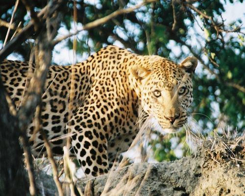 TSAVO WEST NATIONAL PARK, MOMBASA 