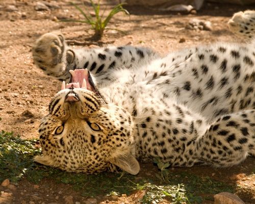 TSAVO NATIONAL PARK - Image 3