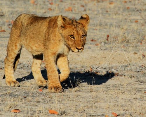 LAKE MANYARA NATIONAL PARK, NGORONGORO CRATER  - Image 2
