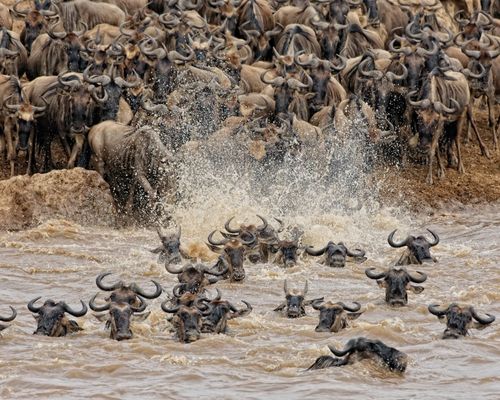  NAIROBI, MASAI MARA GAME RESERVE, KENYA, LAKE NAKURU NATIONAL PARK, MOUNT KENYA FOREST RESERVE , AMBOSELI NATIONAL PARK, NGORONGOROCRATER, SERENGETI NATIONAL PARK, LAKE MANYARA NATIONAL & ZANZIBAR