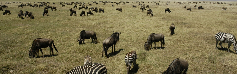 Grazers | Masai Mara